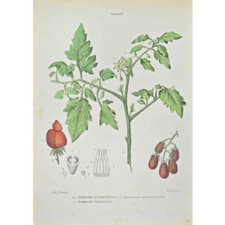Vincenzo Tenore, Tomatoes Plants, Lithograph, 1870s For Sale