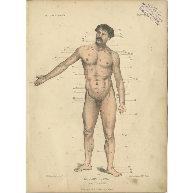 Late 19th Century Kuhff, Human Body, 1879, Paper For Sale - Image 5 of 5