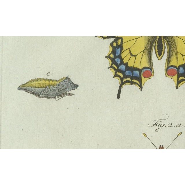 Bertuch, Swallowtail and Painted Lady Butterflies, 1800, Engraving For Sale - Image 3 of 10