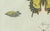Bertuch, Swallowtail and Painted Lady Butterflies, 1800, Engraving For Sale - Image 3 of 10