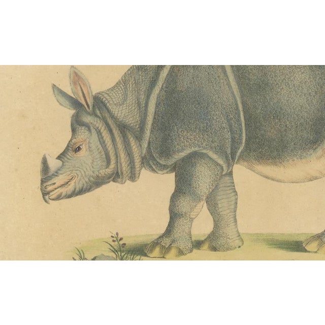 Early 19th Century Brodtmann, Indian Rhinoceros (Rhinoceros Unicornis), 1816, Lithograph For Sale - Image 5 of 9