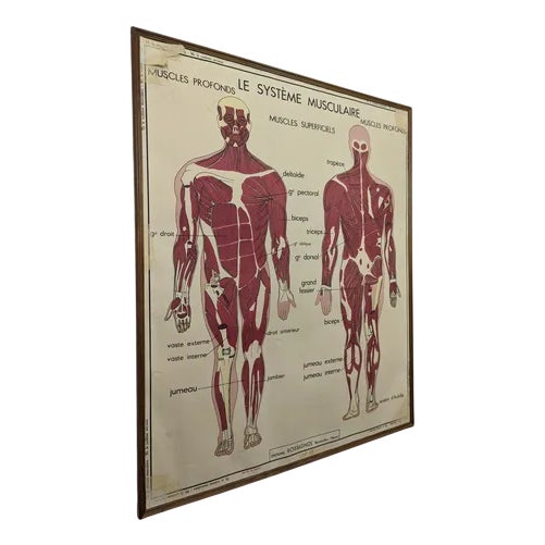 Framed School Anatomy Poster For Sale