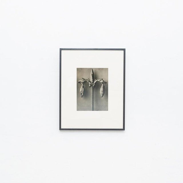 Karl Blossfeldt — Framed Photogravure: Natural Grace, 1942 A striking Karl Blossfeldt photogravure from the 1942 edition...