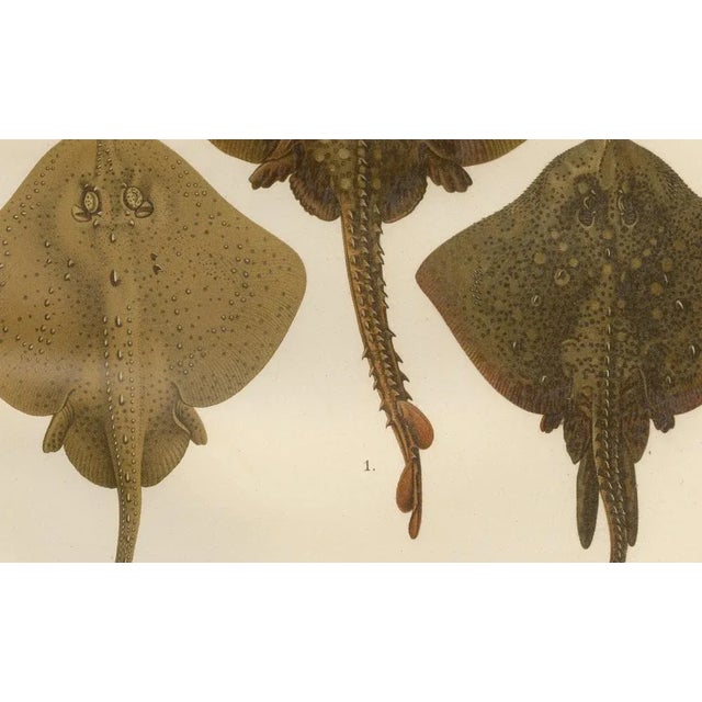 Title: Rare Lithograph of Thornback and Starry Rays from Pisces Scandinaviae Series : This stunning lithograph from the...