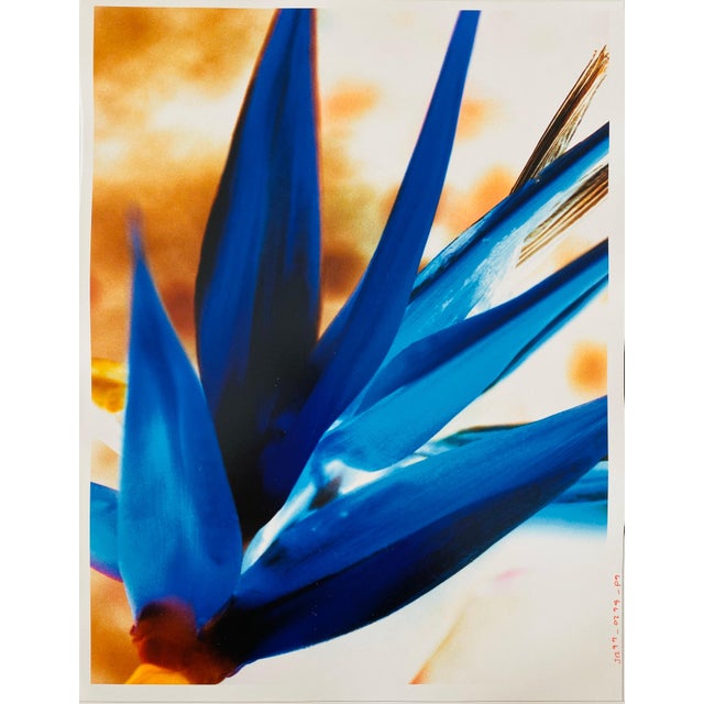 FLORA & FAUNA SERIES, c.1998, Fuji crystal archive paper. Unsigned. Photographer Jeffrey Rothstein focuses on different...