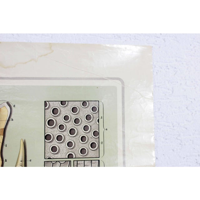 Pfleget die Zähne Vintage Print For Sale - Image 12 of 13