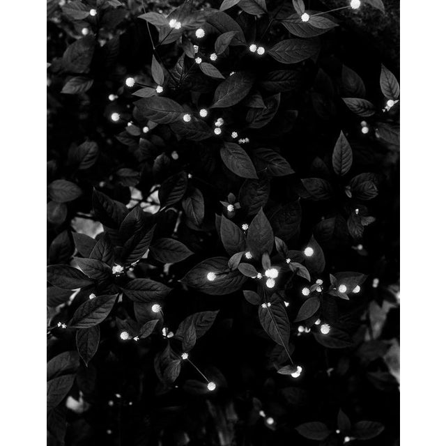 Starry Night draws a poetic parallel between the natural world and the celestial, capturing a dense cluster of leaves...