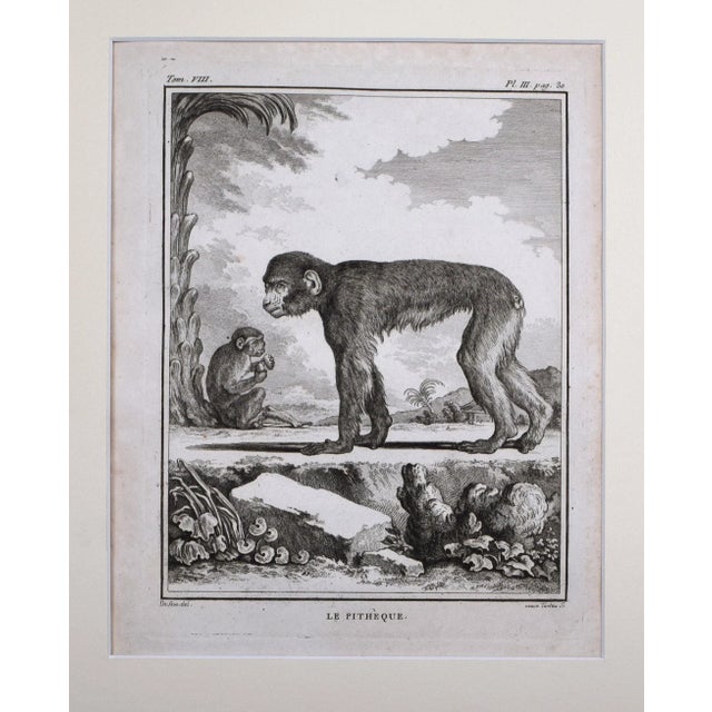 Chinoiserie 18th Century Original French Monkey Engraving by Buffon 1789 For Sale - Image 3 of 8