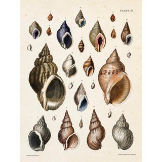 Purpura & Buccinum Shells | Original Hand-Colored Shell Engraving – Captain Thomas Brown, Plate IV | C. 1840 For Sale