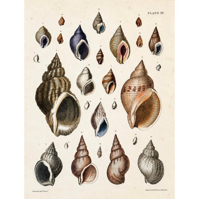 Purpura & Buccinum Shells | Original Hand-Colored Shell Engraving – Captain Thomas Brown, Plate IV | C. 1840 For Sale
