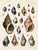 Purpura & Buccinum Shells | Original Hand-Colored Shell Engraving – Captain Thomas Brown, Plate IV | C. 1840 For Sale