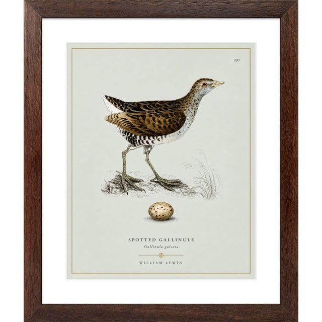 Robin's Egg Blue William Lewin 1789 Waterbirds Fine Art Gallery Board Print - The Spotted Gallinule For Sale - Image 8 of 15