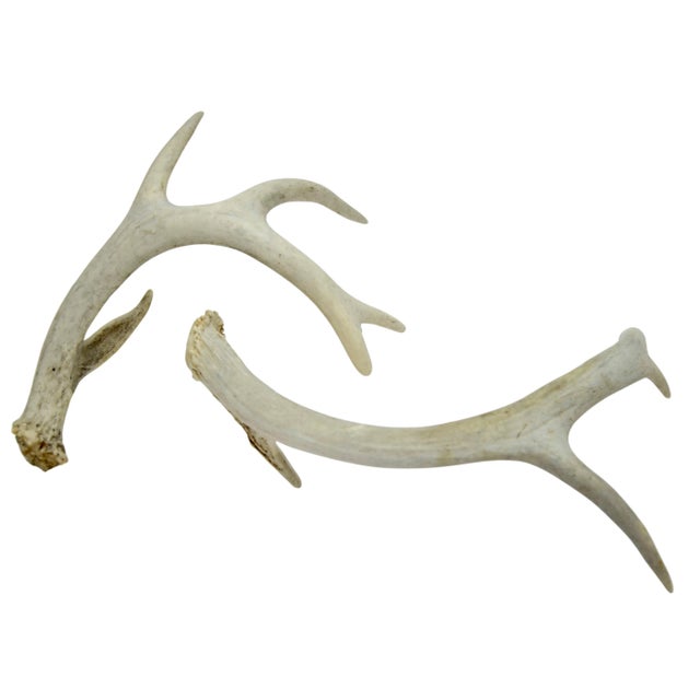 Natural Antlers – a Pair For Sale - Image 4 of 5