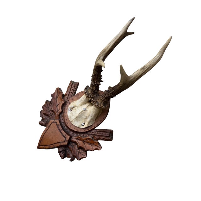 Cabin Roe Deer Trophy 147 Black Forest Antlers For Sale - Image 3 of 5