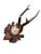 Cabin Roe Deer Trophy 147 Black Forest Antlers For Sale - Image 3 of 5
