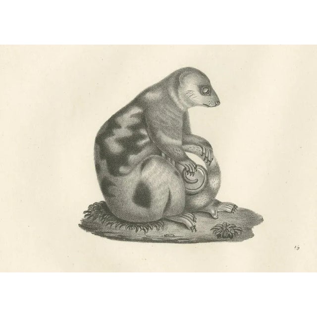 C.C. G. Zool., Spotted Phalanger and Woolly Kangaroo of Australia, 1836, Lithograph For Sale - Image 4 of 10