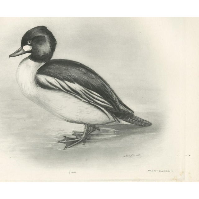Paper After Lilian Medland, Goldeneye, 1909, Print For Sale - Image 7 of 7