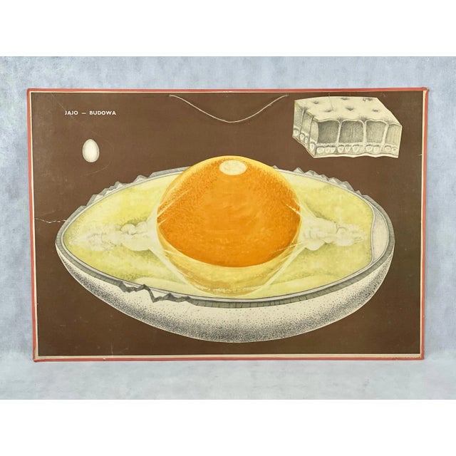 Polish School Board Egg Structure, 1960s, in Good conditions. Designed 1960 to 1969