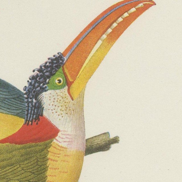 After Descourtilz, Curl-Crested, Chestnut-Eared Aracaris, 1944, Paper For Sale - Image 4 of 12
