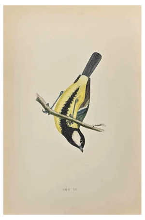 Alexander Francis Lydon, Great Tit, Woodcut Print, 1870
