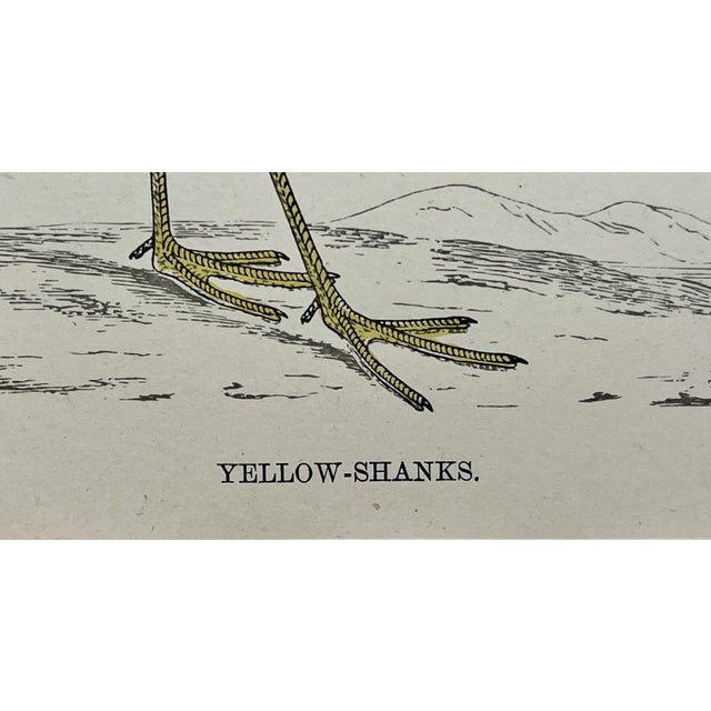 Antique Bird Print From England Showcasing a Yellow Shanks - Circa 1888 For Sale - Image 10 of 12