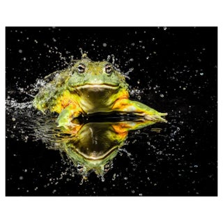 Tim Platt, Bullfrog #1, 2015, Archival Pigment Print For Sale