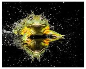 Tim Platt, Bullfrog #1, 2015, Archival Pigment Print