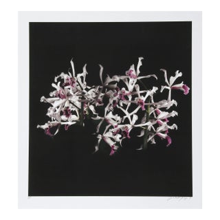 White Purple (Tube Flowers), Jonathan Singer For Sale