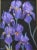 Spring lavender floral botanical irises oil painting on artist's canvas panel. Signed by the talented artist “Jason...