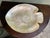 A luminous set of six fish-form dishes hand-carved from genuine mother of pearl, each shaped as a flat tropical fish with...