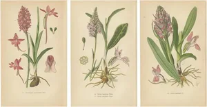 Orchids of Germany and Adjacent Regions, 1904, Set of 3