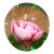 Måts Jonasson Swedish Art Glass Pink Rose Paperweight For Sale