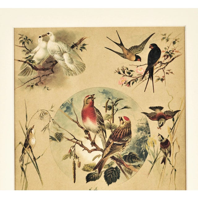 French C1880s French Chromolithograph Design in Nature-Birds,Matted For Sale - Image 3 of 5