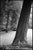 Not Yet Made - Made To Order Paul Cooklin, Trees, Harcourt, France, Edition of 50 For Sale - Image 5 of 5