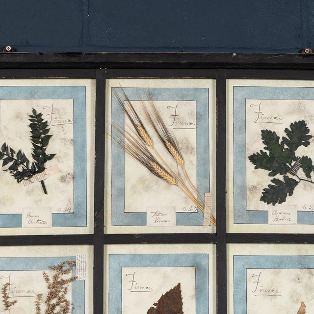 20th Century Italian Large Oak Frame with Pressed Flowers and Herbs For Sale - Image 6 of 18