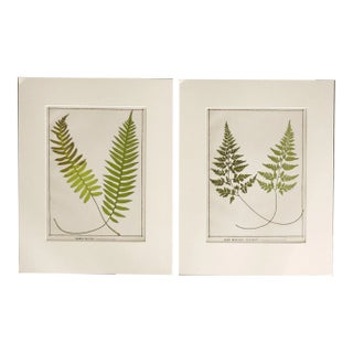 Antique 1885 English Chromolithograph Ferns - a Pair For Sale