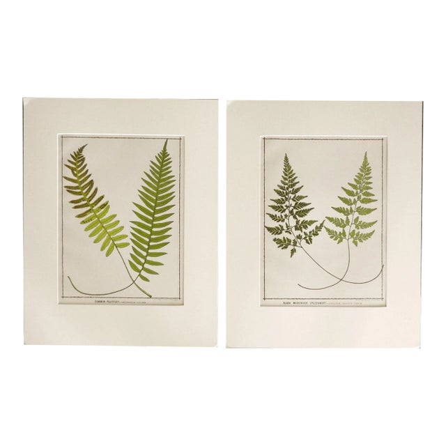 Antique 1885 English Chromolithograph Ferns - a Pair For Sale