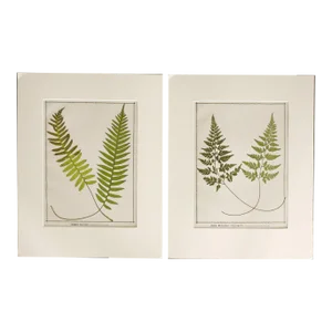 Antique 1885 English Chromolithograph Ferns - a Pair