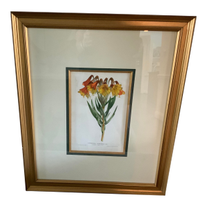Triple Matted Framed Botanical Illustration of a Lstroemeria Lily of THR Incas