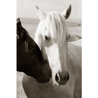 Edelman Sermo Per Equus Lindisimo Photograph For Sale