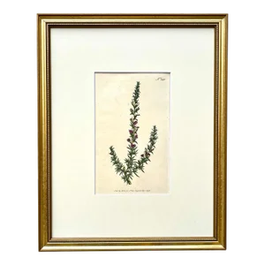 Antique Original Hand Colored Curtis Lavender Floral Botanical Etching 1796