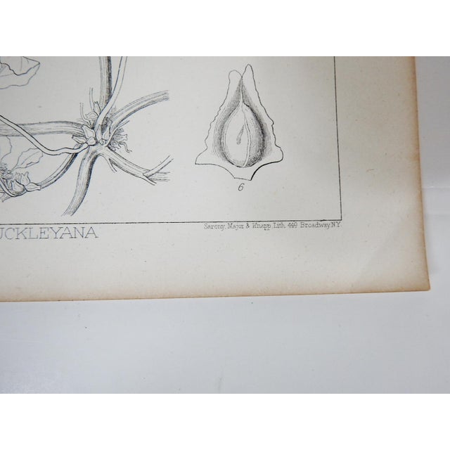 English Mid 19th Century Us Pacifc Railroad Botanical Lithograph Book Plate - Set of 6 For Sale - Image 3 of 10