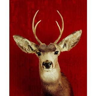 Deer Portrait Cibachrome Print by Tasha Ostrander (American, Born 1962) For Sale