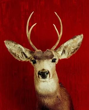 Deer Portrait Cibachrome Print by Tasha Ostrander (American, Born 1962)