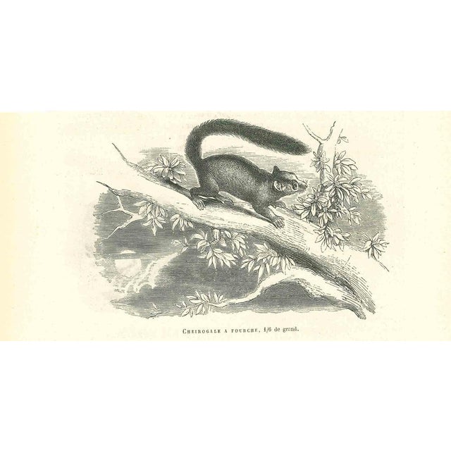 Cheirogale A Fourche is an original lithograph on ivory-colored paper, realized by Paul Gervais (1816-1879). The artwork...