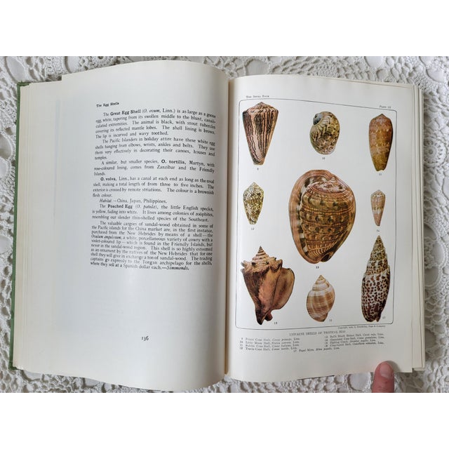 The Shell Book by Julia Ellen Rogers, 1936 For Sale - Image 11 of 12