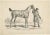 Antique print titled 'Cheval de Chasse Anglaise'. Original old print of a horse used for hunting in England. Made after a...