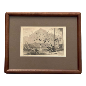 1836 Antique Monkey and Crows Engraving by William Daniell R.A. & Brandard, Framed