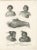 Dumont d’Urville, Portraits of Maori Life and Tattoo Art in New Zealand, 1836, Print For Sale - Image 3 of 7