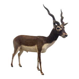 Late 20th Century Vintage Full-Body Taxidermy Blackbuck Antelope Mount on Stand